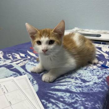 Pisces -  Domestic Medium Hair Cat for Adoption in Riverside, California - Pisces | PetCurious