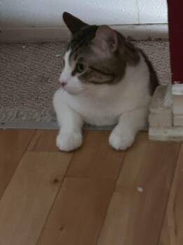 Tabby Cats Available for Adoption - Brioche | PetCurious