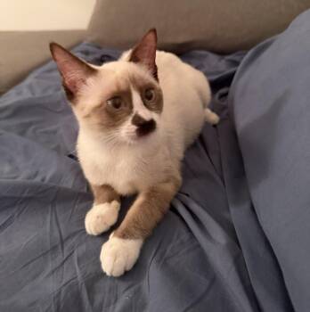 Rescue Snowshoe Cats for Adoption in San Juan, San Juan - Milka | PetCurious