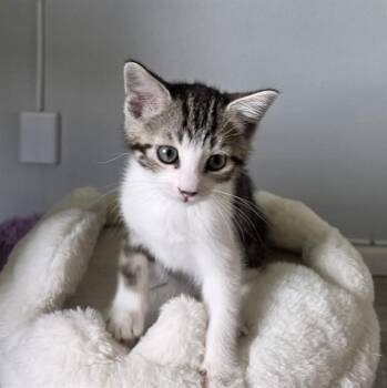 CHUCKY -  Domestic Short Hair Cat for Adoption in Albuquerque, New Mexico - CHUCKY | PetCurious