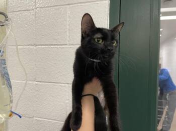 Domestic Short Hair Cats Available for Adoption - DAHLIA | PetCurious