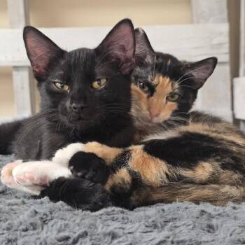 Hermione -  Domestic Medium Hair Cat for Adoption in Huntsville, Alabama - Hermione | PetCurious