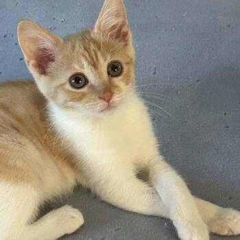 Saltine -  Domestic Short Hair Cat for Adoption in Candler, North Carolina - Saltine | PetCurious