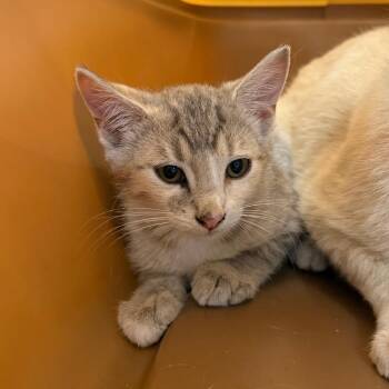 Bellini-C -  Domestic Short Hair Cat for Adoption in East St. Louis, Illinois - Bellini-C | PetCurious
