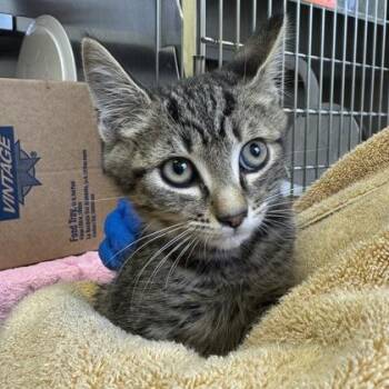 Polyphonic -  Domestic Short Hair Cat for Adoption in Richmond, Virginia - Polyphonic | PetCurious