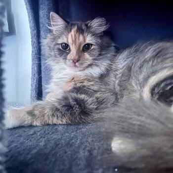 Rescue Domestic Medium Hair Cats for Adoption in West Deptford, New Jersey - Luna | PetCurious