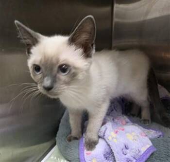 LONDON IVY -  Domestic Medium Hair Cat for Adoption in Riverside, California - LONDON IVY | PetCurious