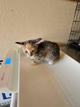 Poppy -  Domestic Short Hair Cat for Adoption in Shelbyville, Tennessee - Poppy | PetCurious