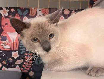 Si -  Siamese and Domestic Short Hair Cat for Adoption in Acworth, Georgia - Si | PetCurious