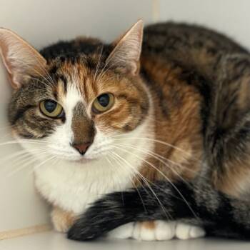 Rescue Domestic Short Hair Cats for Adoption in Texas City, Texas - CHRISTINA | PetCurious