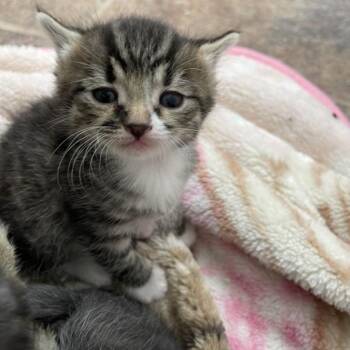 Durham -  Domestic Short Hair Cat for Adoption in Las Vegas, Nevada - Durham | PetCurious