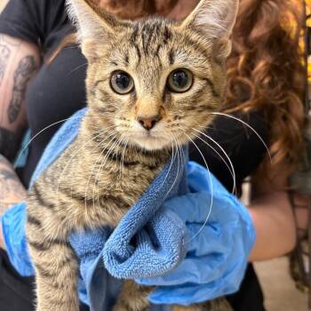 Sonny -  Domestic Short Hair Cat for Adoption in Birmingham, Alabama - Sonny | PetCurious