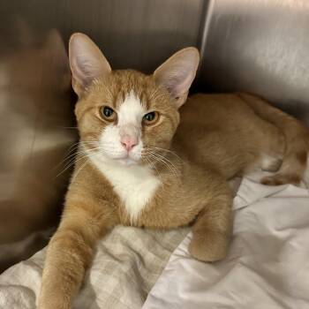 Grover -  Domestic Short Hair Cat for Adoption in Chattanooga, Tennessee - Grover | PetCurious