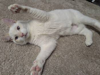 Domestic Short Hair and Siamese Cats Available for Adoption - Cream Puff | PetCurious