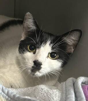 Domestic Short Hair Cats Available for Adoption - Queen | PetCurious