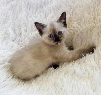 Olive -  Domestic Short Hair Cat for Adoption in Salt Lake City, Utah - Olive | PetCurious