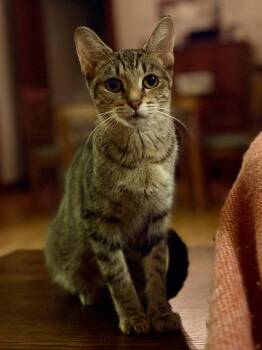 Domestic Short Hair Cats Available for Adoption - Amira | PetCurious