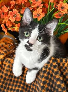 3/24/26 Royce -  Domestic Short Hair Cat for Adoption in Stillwater, Oklahoma - 3/24/26 Royce | PetCurious