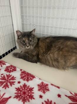 Domestic Long Hair Cats Available for Adoption in Brookings, Oregon - Serenity | PetCurious