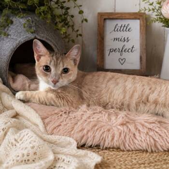 Princess Peach -  Domestic Short Hair Cat for Adoption in Gun Barrel City, Texas - Princess Peach | PetCurious