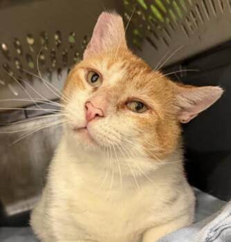 Pumpkin -  Domestic Short Hair Cat for Adoption in Eugene, Oregon - Pumpkin | PetCurious