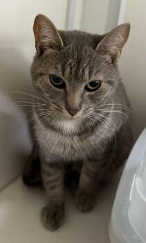 Rescue Tabby Cats for Adoption in Penns Grove, New Jersey - Ashley | PetCurious