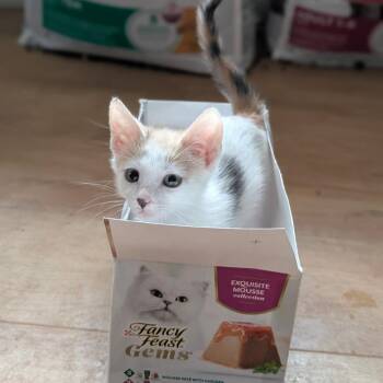 Fancy Feast -  Domestic Short Hair Cat for Adoption in Leander, Texas - Fancy Feast | PetCurious