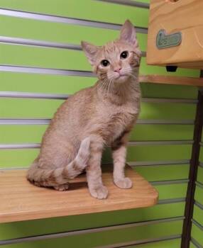 NORI -  Domestic Short Hair Cat for Adoption in St. Peters, Missouri - NORI | PetCurious