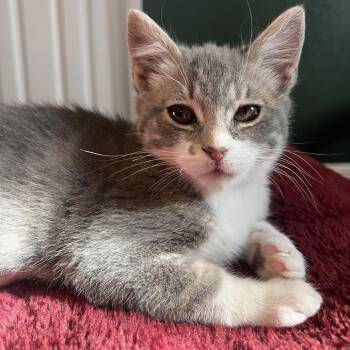 Lilypad -  Domestic Short Hair Cat for Adoption in Reno, Nevada - Lilypad | PetCurious