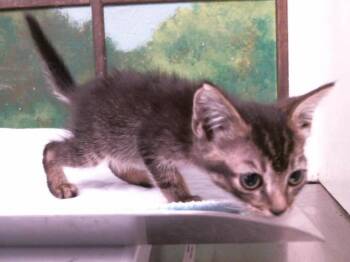 DARBY ROSE -  Domestic Short Hair Cat for Adoption in Houston, Texas - DARBY ROSE | PetCurious