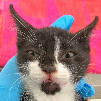 Han -  Domestic Short Hair Cat for Adoption in Las Cruces, New Mexico - Han | PetCurious