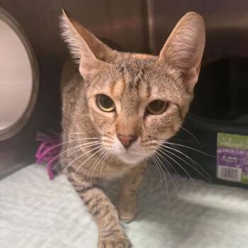 Miss Kitty -  Domestic Short Hair Cat for Adoption in Stephenville, Texas - Miss Kitty | PetCurious