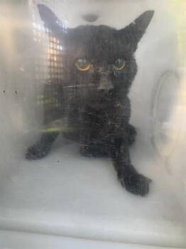 Domestic Short Hair Cats Available for Adoption in Rancho Cucamonga, California - CEDARWOOD 2 | PetCurious