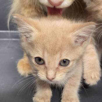 Clay Boy -  Domestic Short Hair Cat for Adoption in Leander, Texas - Clay Boy | PetCurious