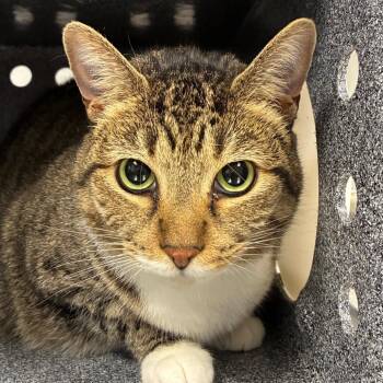 Izzy -  Domestic Short Hair Cat for Adoption in Greenville, South Carolina - Izzy | PetCurious