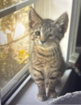 Padama -  Tabby and Domestic Short Hair Cat for Adoption in Vacaville, California - Padama | PetCurious