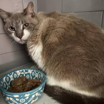 Lily -  Snowshoe Cat for Adoption in Largo, Florida - Lily | PetCurious