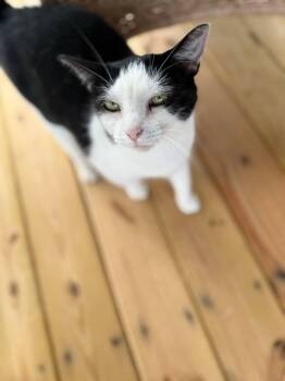 Rescue Domestic Short Hair Cats for Adoption in Chuckey, Tennessee - Minnie SC | PetCurious