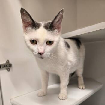 Domestic Short Hair Cats Available for Adoption in Jasper, Indiana - Kirsten | PetCurious