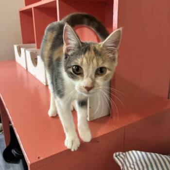 Sudi -  Domestic Short Hair Cat for Adoption in Carencro, Louisiana - Sudi | PetCurious