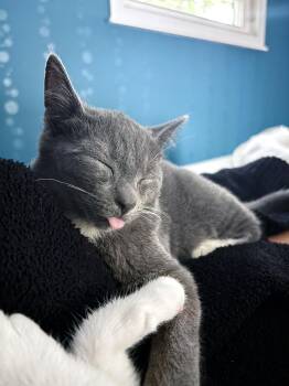 Domestic Short Hair Cats Available for Adoption - Ash | PetCurious