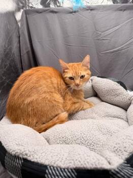 CHERI -  Domestic Short Hair Cat for Adoption in Grovetown, Georgia - CHERI | PetCurious