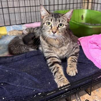 Chloe -  Domestic Short Hair Cat for Adoption in Mondovi, Wisconsin - Chloe | PetCurious