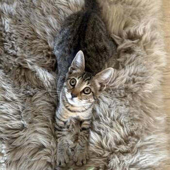 Sita -  Domestic Short Hair Cat for Adoption in Long Beach, California - Sita | PetCurious