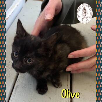 Rescue Domestic Short Hair Cats for Adoption in Red Lodge, Montana - Olive | PetCurious