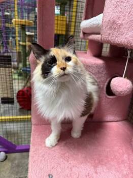 Padme -  Ragdoll and Calico Cat Available for Adoption in Collierville, Tennessee - Padme | PetCurious