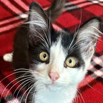 Denai -  Domestic Medium Hair Cat for Adoption in Liverpool, Texas - Denai | PetCurious