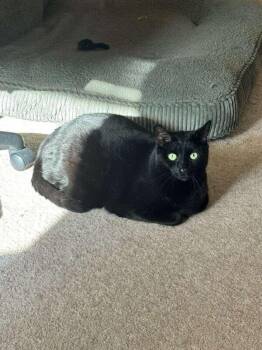 Pepper -  Domestic Short Hair Cat Available for Adoption in Menasha, Wisconsin - Pepper | PetCurious