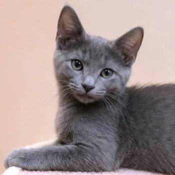 BELLA BLUE - REMARKABLE RUSSIAN BLUE GIRL -  Russian Blue Cat for Adoption in Oakwood, Georgia - BELLA BLUE - REMARKABLE RUSSIAN BLUE GIRL | PetCurious