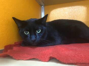 Ohana -  Domestic Short Hair Cat for Adoption in Elyria, Ohio - Ohana | PetCurious